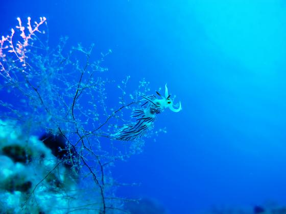 datça-reef-sualtı